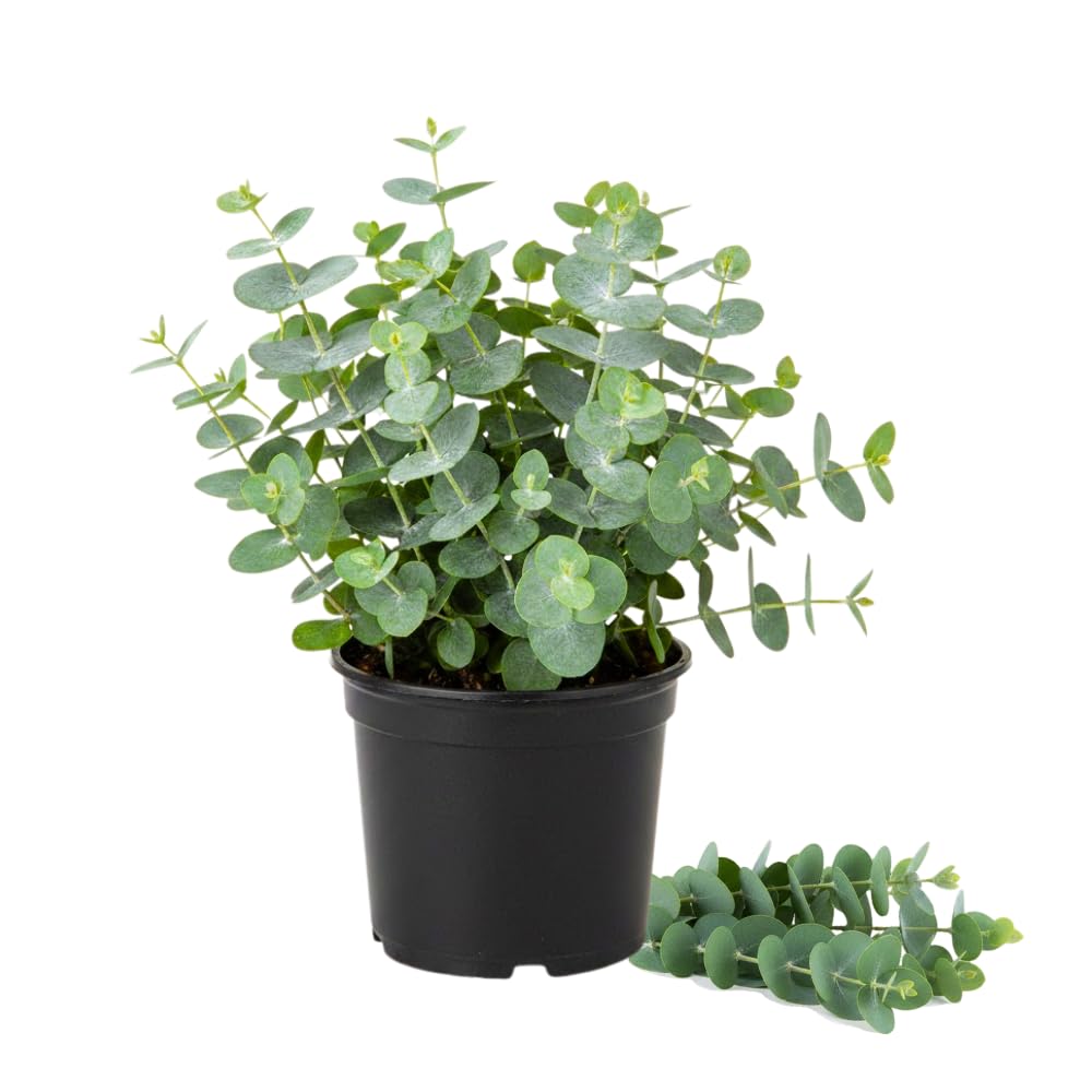 Baby Blue Eucalyptus Plant Live, Eucalyptus Tree Live Plant, 5 to 7 Inc Tall, Fragrant Foliage, Cold Hardy Eucalyptus Plant Live for Indoor Outdoor Growing