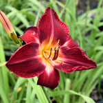 Set 10 Red Daylily Bulbs for Planting, Hardy Perennial Lily Roots for Colorful Summer Blooms