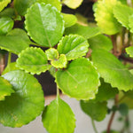 1 Pot 2 Plectranthus Swedish Ivy Plants Live in 4 Inch Pot, Green Swedish Ivy Live Plants, 4 to 8 Inch Tall (Green Swedish Ivy)