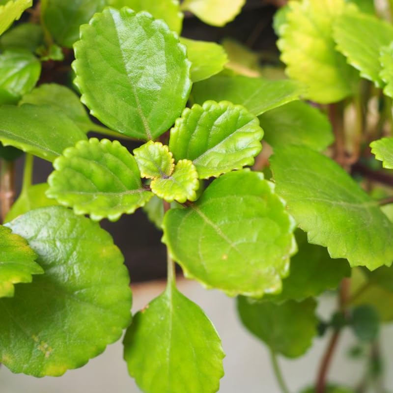 Set 4 Plectranthus Swedish Ivy Plants Live Houseplant, in 4 Inch Pot, Swedish Ivy Live Plants, 4 to 6 Inch Tall, Swedish Ivy Vine (Green Swedish Ivy)