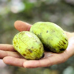 Pawpaw Trees Live Plants, 6-12" Paw Paw Seedling Plants, 1 Year Old Well Rooted, Common Pawpaw Asimina Triloba