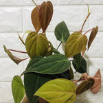 Velvet Philodendron Plant Live, Rare Tropical Variegated Live Indoor Houseplant, Starter Plants No Pot, 5-9" in Tall