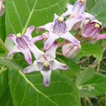 4 Milkweed Plants Live, Broadleaf Butterfly Milkweed Asclepias Tuberosa Perennial Wildflowers Swamp Common Bush, 5-9" in Tall, No Pot