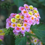 3 Trailing Lantana Plants Live, 5 to 7 Inc Tall, Rose Lantana Live Plants for Planting Outdoors Flower Gardening