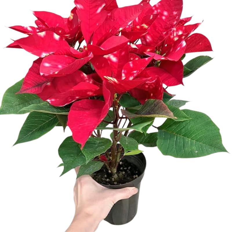 Red Polka Dot Poinsettia Plant Live 4-8 Inches, Vibrant Poinsettia Flowers for Holiday, Live Indoor Houseplant, No Pot