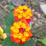 4 Colorful Perennial Lantana Trees Live Plants, Orange Blooms, Hardy and Long Blooming Seasons, Fragrant, 5-10" in Tall, Full Sun Growing