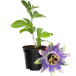 Passion Flower Plant Live, 5 to 8 Inch Tall Passiflora Vine, Fragrant Climbing Plant for Garden or Trellis, No Pot, Well-Rooted (Blue Passion Flower)
