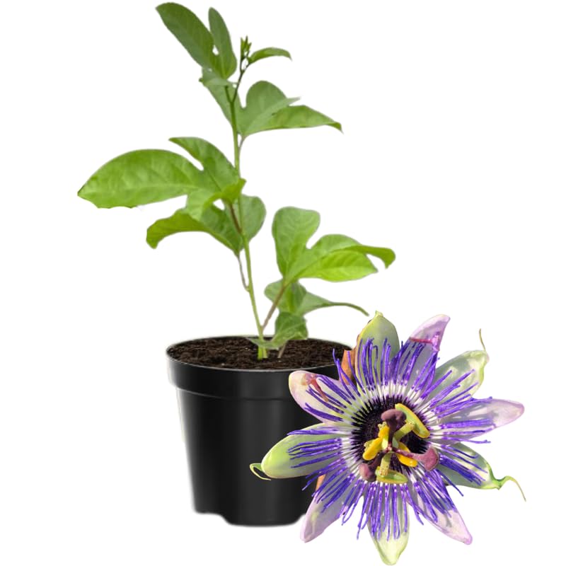 Passion Flower Plant Live, 5 to 8 Inch Tall Passiflora Vine, Fragrant Climbing Plant for Garden or Trellis, No Pot, Well-Rooted (Blue Passion Flower)
