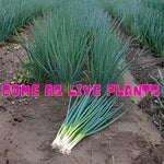 3 Walking Onion Plants Live, Cold Hardy and Perennial, Easy-to-Grow Vegetable Spring Planting, 7 Months Old