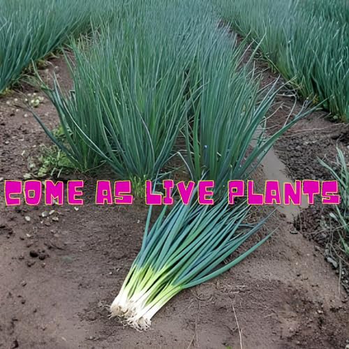 3 Walking Onion Plants Live, Cold Hardy and Perennial, Easy-to-Grow Vegetable Spring Planting, 7 Months Old