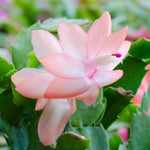 Peachy Yellow Thanksgiving Cactus Plant Live, Vibrant Holiday Flowering Cactus 4 Inch Pot, Indoor Houseplant