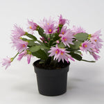 Light Pink Easter Cactus Plant, Live Easter Cactus Plant, 4 to 6 Inch Tall Light Pink Flower Plants, Spring Cactus Plants Live Indoor