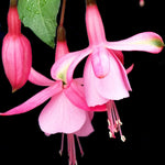 Set 4 Fuchsia Flower Plants, Flowering Fuchsia Live Plants, 3-5 Inch Tall, White Pink Flowers