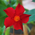 2 Red Mandevilla Bush Plants, 10 to 17 Inc in Height, Mandevilla Live Plant, Mandevilla Plants Live