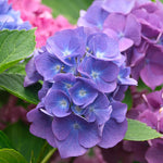 Hydrangea Plant Live Tree, Blooming Garden Bush Hardy Hydrangea Shrub, Deep Purple to Blue Pink Flowering Plant Indoor Outdoor Well-Rooted 5-9 Inc Tall, Stater Plant