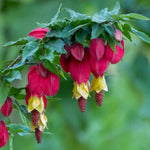2 Abutilon Lantern Plants Live, Red Abutilon Plants 2-5 Inches Plugs, Ornamental Plants for Garden, Patio Containers and Indoor Decor