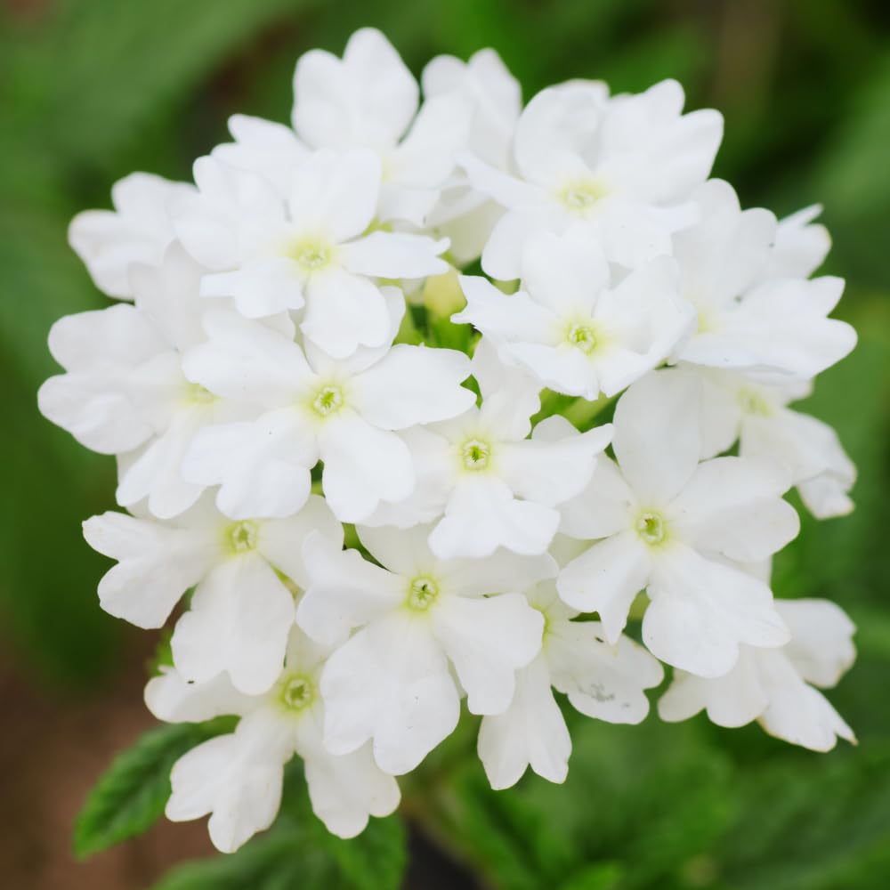 Verbena Plants Live, Verbena Plant from 4-8 Inches Tall, Long Blooming Outdoor Flower Plant for Garden Beds, Hanging Baskets and Containers (White)