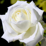 Rose Plant Live, Hybrid Tea Rose Bush Live Plant, 5-9 Inch Tall, Fragrant Flowers Shrub Ready to Plant Outdoor, No Pot, Well-Rooted (White Rose)