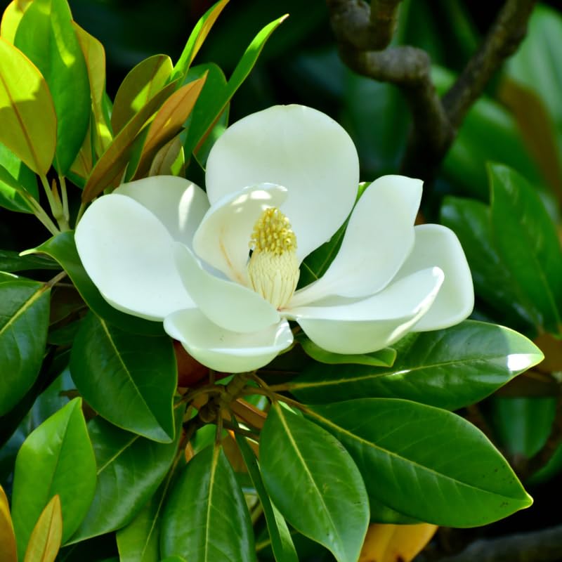 Magnolia Tree Live Plant, Southern Magnolia Plant Live, 8 to 12 Inches, Tropical Shrub Plants