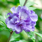 Mixed Rose of Sharon Plant, Hardy Hibiscus Bush Shrub Well-Rooted 7-13" Tall Althea Shrub with Summer Blooms for Outdoor Landscape