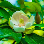 Sweetbay Magnolia Tree Live Plant in 2.5 Inches in Pot, Starter Plant, Fragrant Perennial Ornamental Plants Shrub for Outdoor Garden