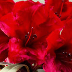 Red Dwarf Azalea Rhododendron Plants Live Tree, 1 Gallon Pot Azalea Bush Shrub Vibrant Bloom, 1 Year Old Well Rooted, Cold Hardy