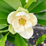 02 Sweetbay Magnolia Trees Live Plants 2.5" Pot, 1 Year Old Well-Rooted Tree, Cold Hardy, Magnolia Shrub for Spring Planting, Fast-Growing