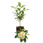 Camellia Sinensis Plants Live, Camellia Plant Live, Green Tea Plant, 5-7 Inches Tall for Indoor Outdoor Growing