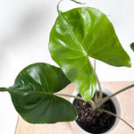 Alocasia Plant 4-8 Inch Tall, Tropical Alocasia Indoor Houseplant, Well Rooted Elephant Ear for Growing