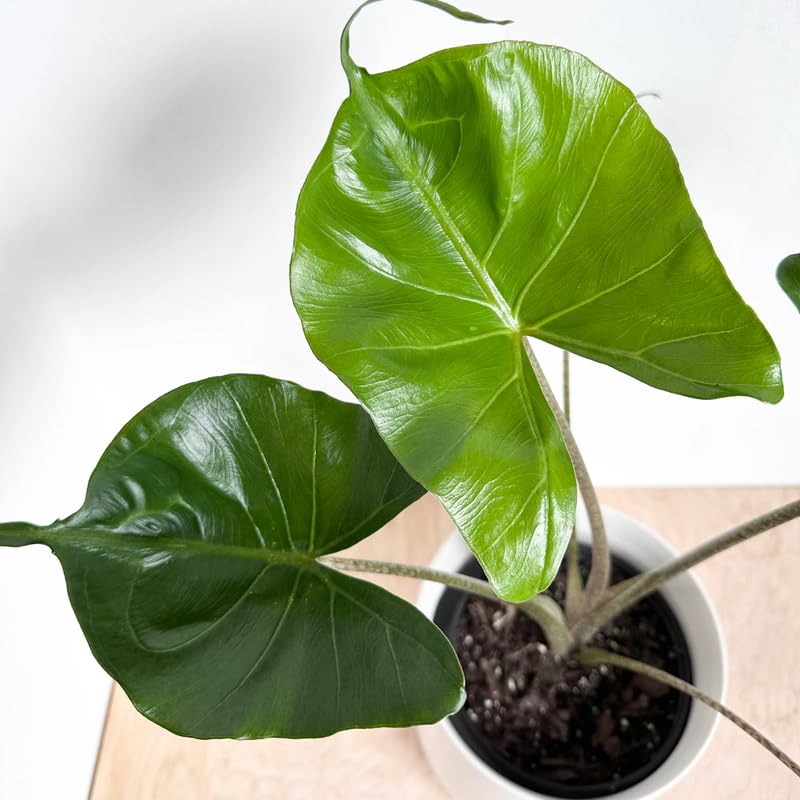 Common Alocasia Plant 4-8 Inch Tall, Tropical Alocasia Indoor Houseplant, Well Rooted Elephant Ear for Growing
