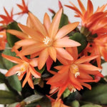 2 Pink Easter Cactus Plants Live, Christmas Cactus Thanksgiving Cactus Plants Live, Well-Rooted Cold Hardy, Holiday Cactus for Indoor Outdoor Planting, 4-8 Inc Tall, Starter Tree