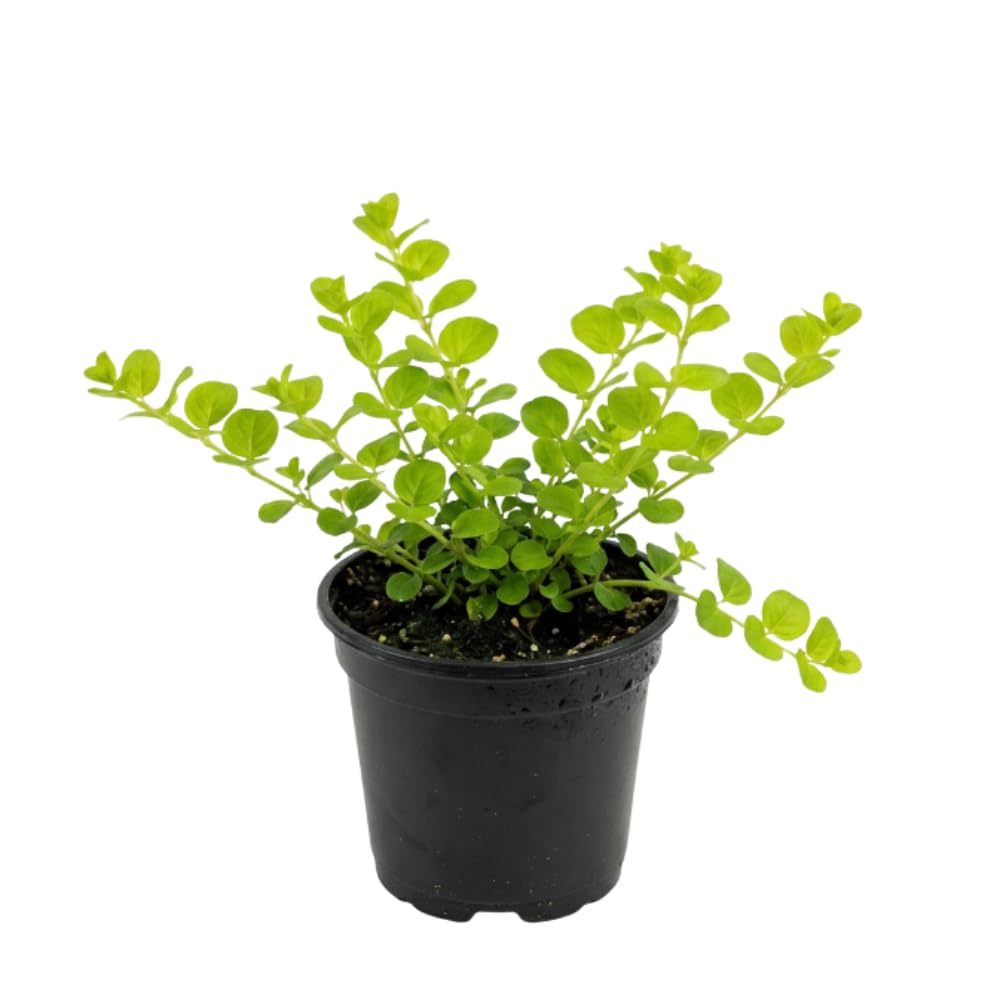Creeping Jenny Live Plant, Creeping Jenny Plant in Pot, 4-6 Inches Tall, Ground Cover for Hanging Baskets, Containers and Raised Beds