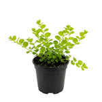 Pack of 2 Creeping Jenny Plants Live, Creeping Jenny Plants, 3-5 Inches Tall, Trailing Ground Cover for Indoor Outdoor Growing