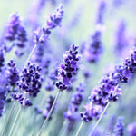 4 Lavender Plants Live Flower Indoor Outdoor, Lavandula Perennial Plants, Well Rooted 4-8" Tall, No Pot (Blue Lavender)