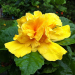 Hardy Hibiscus Plants Live, Tropical Hibiscus Plant, Hibiscus Tree Live Plant, Perennial Flower Bush, 6 to 8 Inch Tall, Double Gold Hibiscus