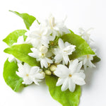 Pack of 3 Jasmine Plants Live, Maid of Orleans Jasmine Live Plant, 5 to 7 Inc in Height Easy to Plant