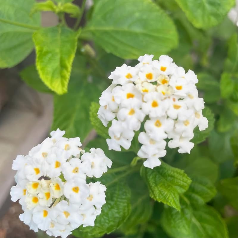 2 Lantana Plants Live, Lantana Live Plants for Planting Outdoors, Trailing Lantana Plants Live, 5 to 7 Inc Tall (White)