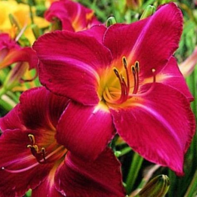Set 10 Red Daylily Bulbs for Planting, Hardy Perennial Lily Roots for Colorful Summer Blooms