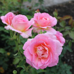 Rose Bush Live Plant, Fragrant Hybrid Tea Rose Flowers Well Rooted Plant, 5-10 Inc Tall for Planting Indoor Outdoor (Rare Pink Rose)