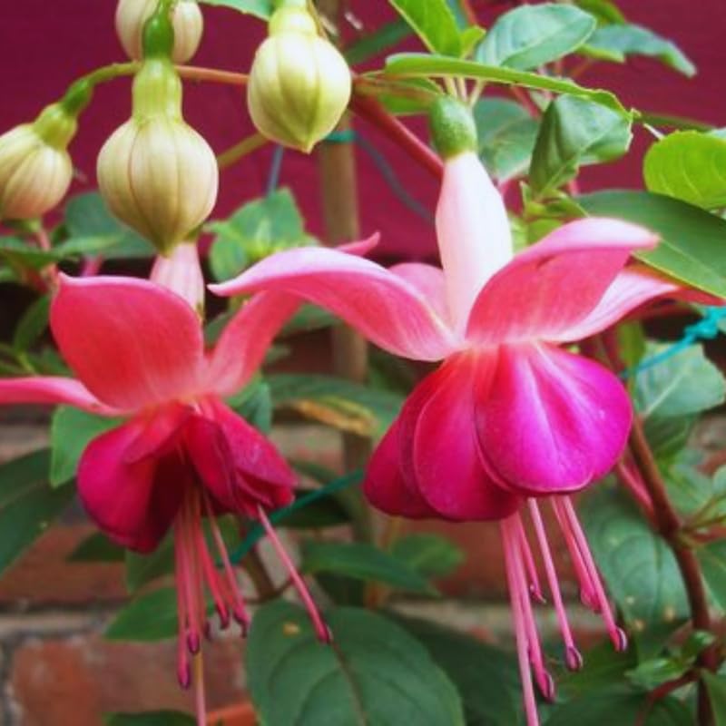 2 Pink Fuchsia Flower Plants, Fuchsia Plants Live, Perennial Flower Plants from 5 Inc to 7 Inc in Height