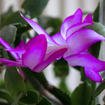 Christmas Cactus Plants Live, Thanksgiving Cactus Easter Cactus Like, 4-8 Inc Tall, Cold Hardy, Holiday Cactus for Indoor Outdoor Planting, Starter Size (Purple)