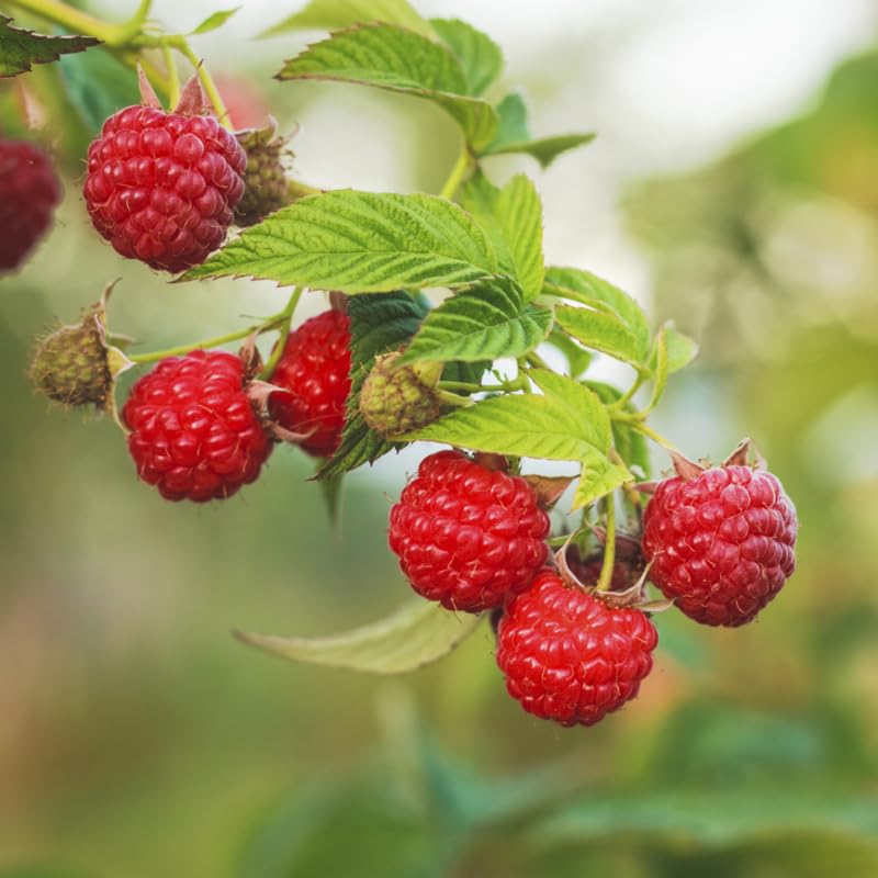 2 Raspberry Plants Live for Planting, Golden Raspberry Everbearing, Very Large and Sweet Raspberries, Well-Rooted Zones 4-8 (Caroline Red)