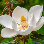 Sweetbay Magnolia Tree Live Plant in 2.5 Inches in Pot, Starter Plant, Fragrant Perennial Ornamental Plants Shrub for Outdoor Garden