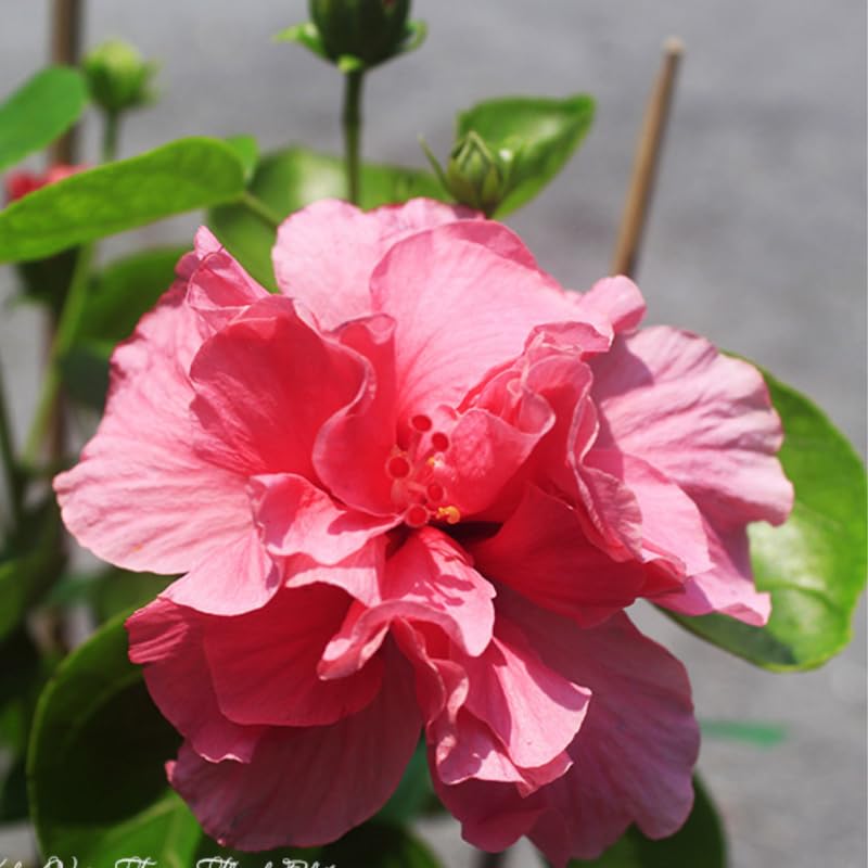 Red Rose of Sharon Plant, Hardy Hibiscus Bush Shrub Well-Rooted 7-13" Tall Althea Shrub with Summer Blooms for Outdoor Landscape