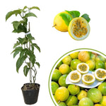 Pack 2 Mixed Passion Fruit Vine Plant Live, Perennial Tropical Fruit Tree for Garden or Trellis, 5-10 Inches Tall