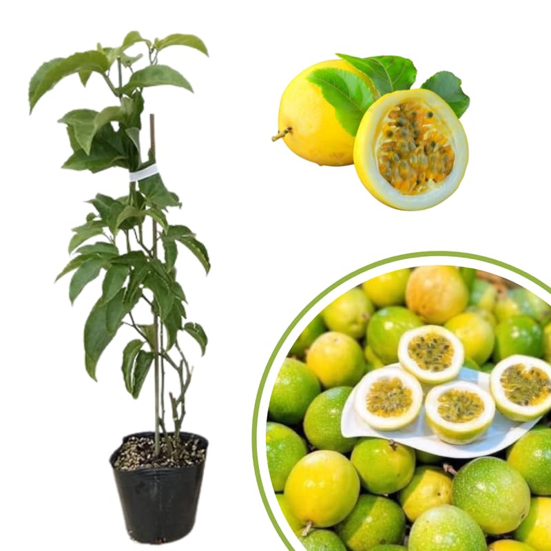 Pack 2 Mixed Passion Fruit Vine Plant Live, Perennial Tropical Fruit Tree for Garden or Trellis, 5-10 Inches Tall