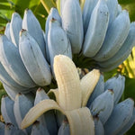 Ice Cream Blue Banana Tree Live Plant, Edible Fruit, 4-6" Tall