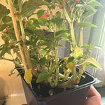 Impatiens Plants Live, Assorted Color Plant, Starter Impatiens Flower Plants, Tree Live Perennial Impatien for Planting Outdoors, 3-5"
