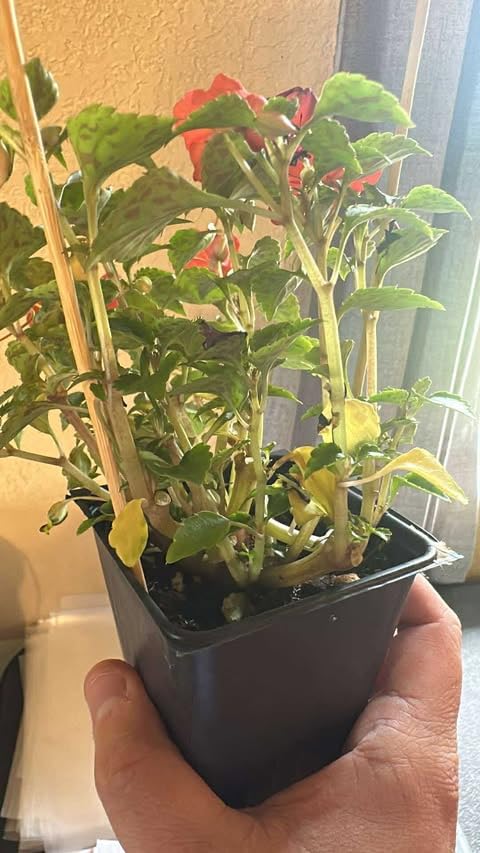 Impatiens Plant Live, Random Colors Plant, Impatiens Flower Plants, 3-5" Perennial Impatien for Planting Outdoors