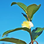 Camellia Plants Live, Camellia Sinensis Tea Live Plant, Green Foliage Bush, 9-12 Inches Tall for Indoor Outdoor Gardening